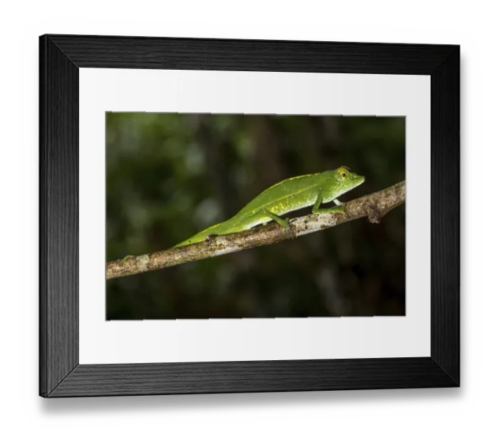 Framed Print : Marojejy chameleon (Calumma marojezense) Framed Print : Marojejy chameleon (Calumma marojezense)