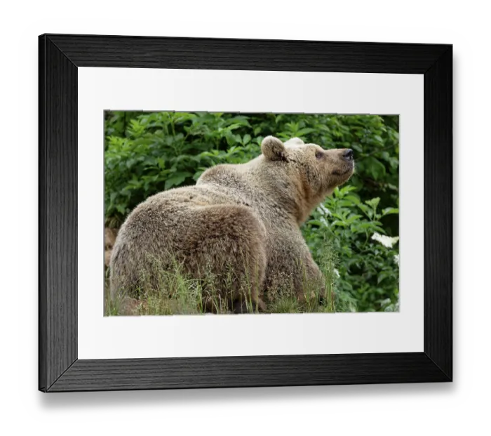 Framed Print : Brown bear in the bear sanctuary of Keterevo