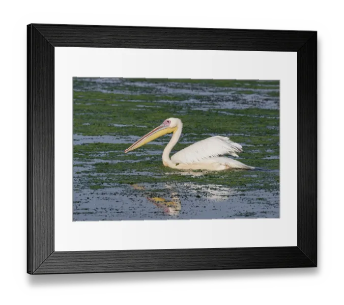 Framed Print : Pelican on the water of Lacul Isaccel