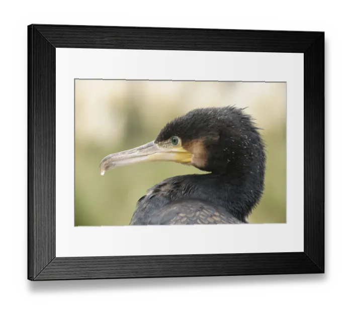 Framed Print : Cormorant (Phalacrocorax carbo) Framed Print : Cormorant (Phalacrocorax carbo)