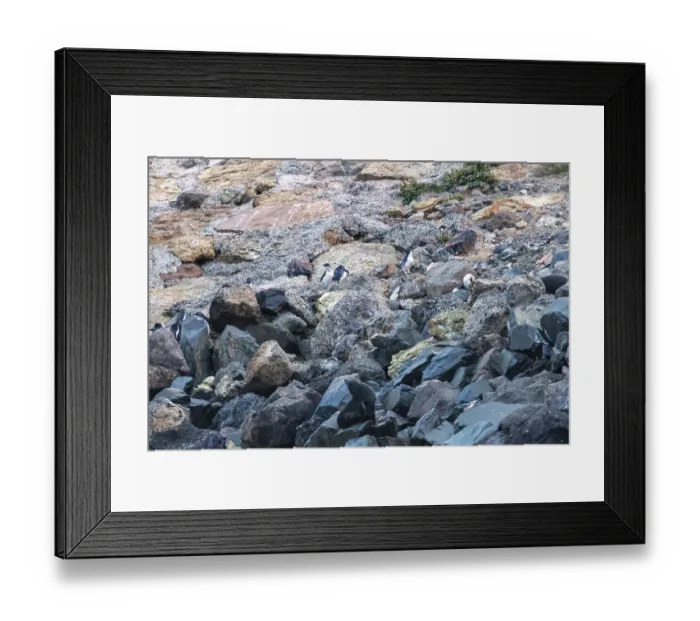 Framed Print : Blauer Pinguin (Eudyptula minor) Framed Print : Blauer Pinguin (Eudyptula minor)