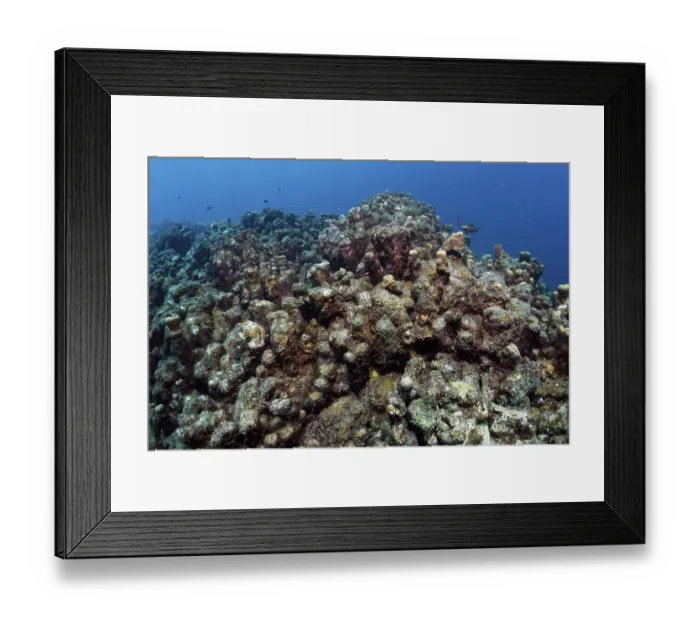Framed Print : Coral reef destroyed by sediment whirled-up during a storm Framed Print : Coral reef destroyed by sediment whirled-up during a storm
