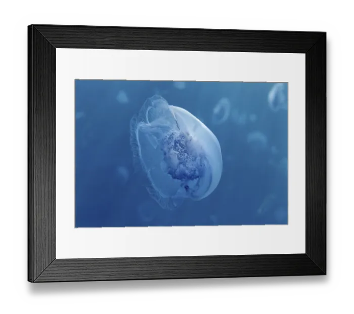 Framed Print : Common Jellyfish (Aurelia aurita)
