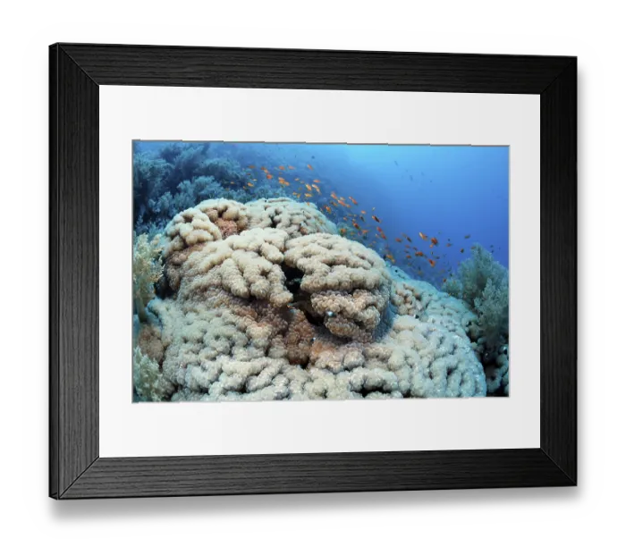 Framed Print : Bubble coral (Plerogyra sinuosa) surrounded by broccoli coral (Litophyton arboreum) Framed Print : Bubble coral (Plerogyra sinuosa) surrounded by broccoli coral (Litophyton arboreum)