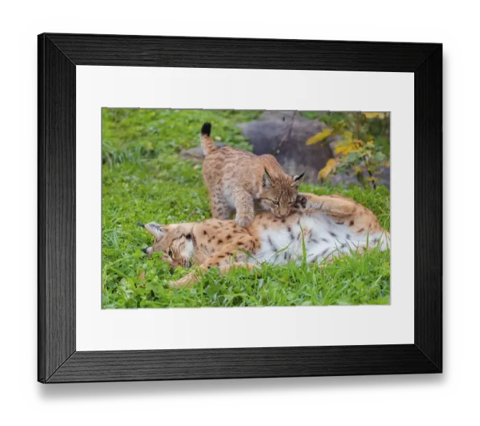 Framed Print : A young Eurasian lynx (Lynx lynx) plays with his mother in a green meadow