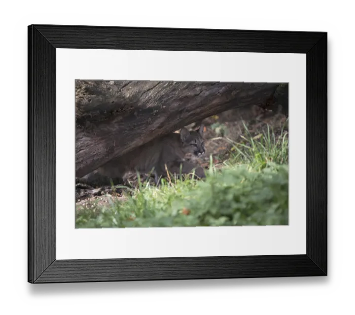 Framed Print : One cougar kitten, Puma concolor Framed Print : One cougar kitten, Puma concolor
