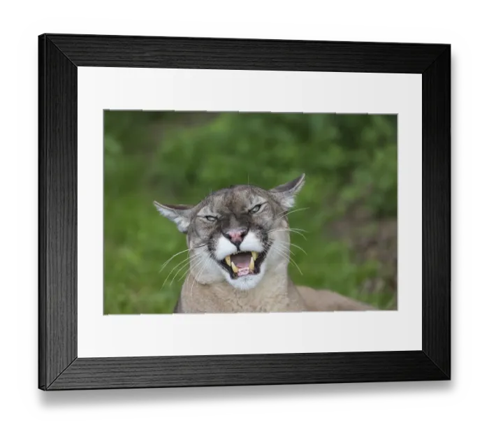 Framed Print : One male cougar, Puma concolor