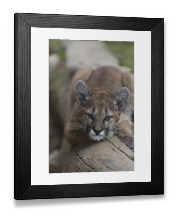 Framed Print : One cougar kitten, Puma concolor