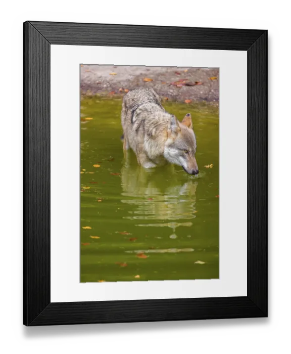 Framed Print : A Eurasian gray wolf (Canis lupus lupus) drinks from a pond in a forest