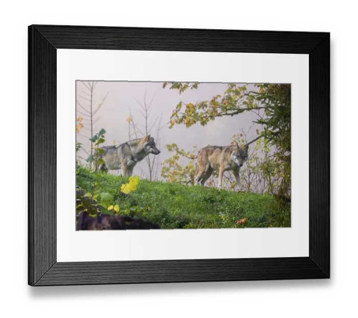 Framed Print : Two eurasian gray wolves (Canis lupus lupus) stand in a meadow on a hill on a foggy day