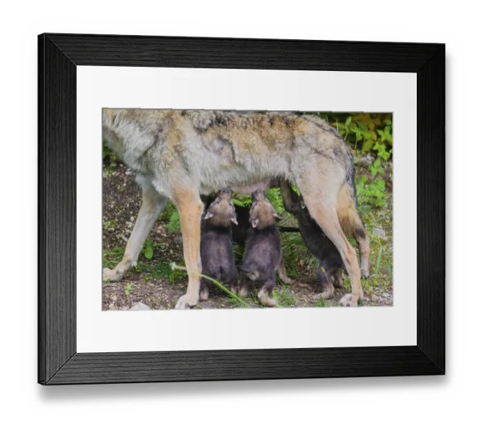 Framed Print : A female grey wolf (Canis lupus lupus)nurses her pups at forest edge Framed Print : A female grey wolf (Canis lupus lupus)nurses her pups at forest edge