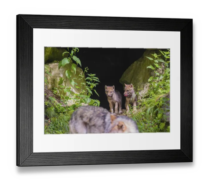 Framed Print : Gray wolf pups (Canis lupus lupus) stand in their den