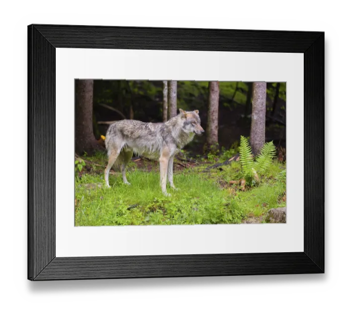 Framed Print : A Eurasian gray wolf (Canis lupus lupus) stands at the edge of a forest