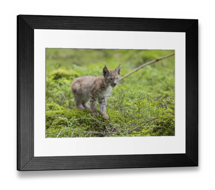 Framed Print : One young (10 weeks old) male Eurasian lynx