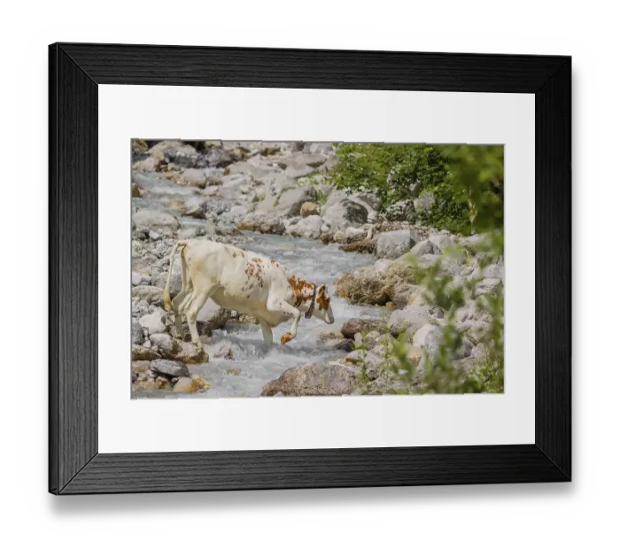 Framed Print : Holstein Friesian cattle crossing a creek on an alpine pasture
