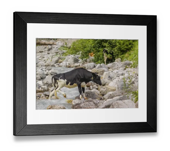 Framed Print : Holstein Friesian cattle crossing a creek on an alpine pasture