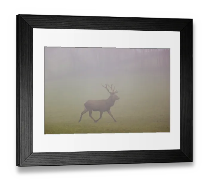 Framed Print : A red deer stag (Cervus elaphus) runs across a meadow at dawn in dense fog Framed Print : A red deer stag (Cervus elaphus) runs across a meadow at dawn in dense fog