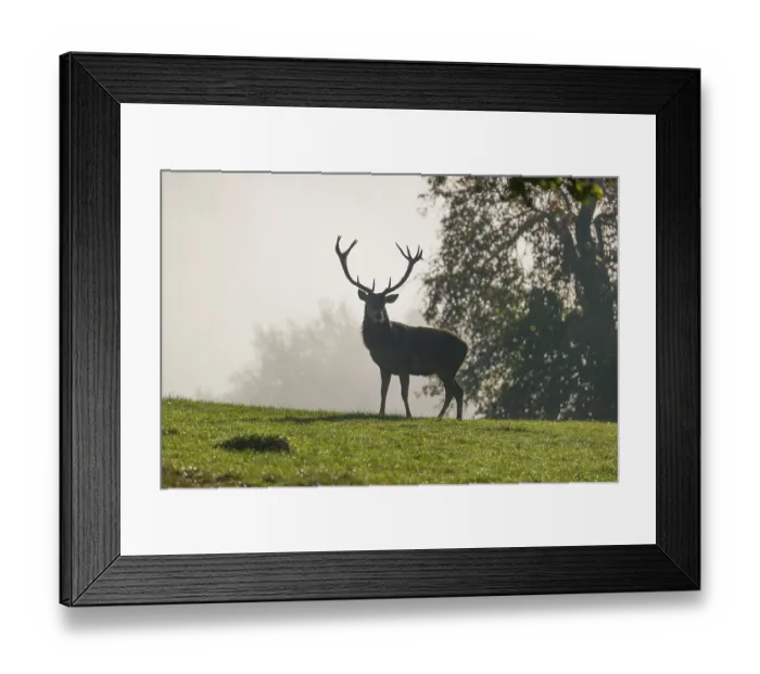 Framed Print : A red deer stag (Cervus elaphus) stands in a meadow on a foggy day