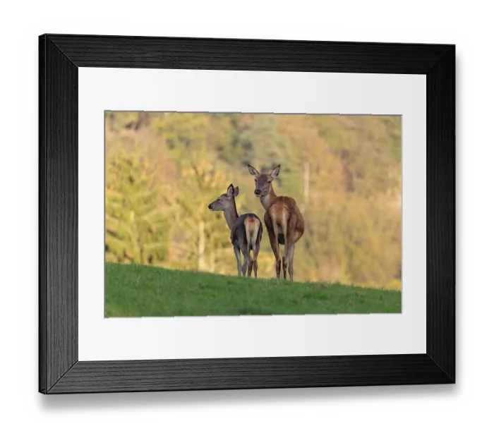 Framed Print : An adult red deer hind (Cervus elaphus) and a calf are standing in a meadow in the beautiful morning light Framed Print : An adult red deer hind (Cervus elaphus) and a calf are standing in a meadow in the beautiful morning light