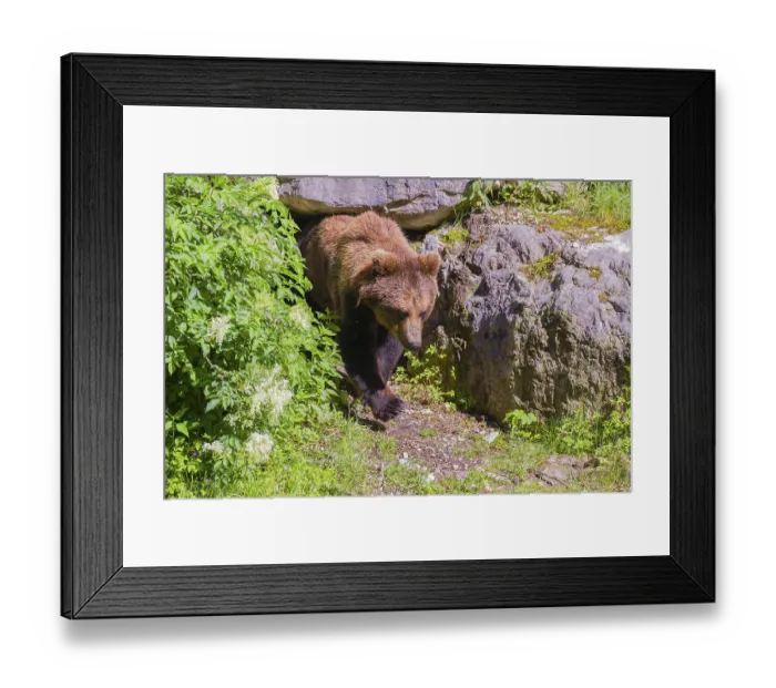 Framed Print : A male Eurasian brown bear (Ursus arctos arctos) leaves his den under an elderberry bush