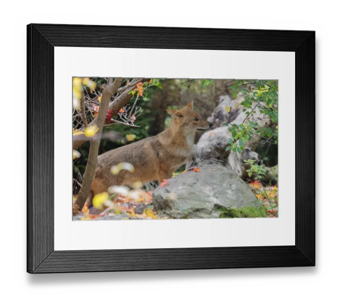 Framed Print : A golden jackal (Canis aureus) stands behind a rock between bushes at the edge of the forest
