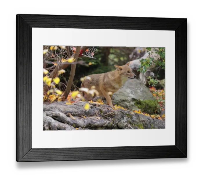 Framed Print : A golden jackal (Canis aureus) Framed Print : A golden jackal (Canis aureus)