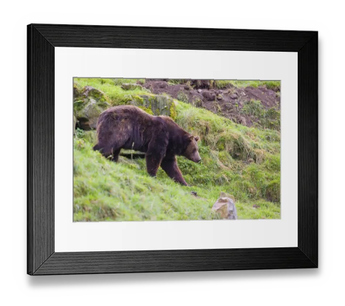Framed Print : A eurasian brown bear (Ursus arctos arctos) runs across a meadow in hilly terrain
