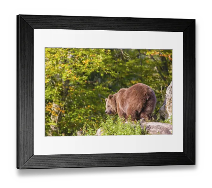 Framed Print : An adult female brown bear (Ursus arctos arctos) stands on top of a small hill
