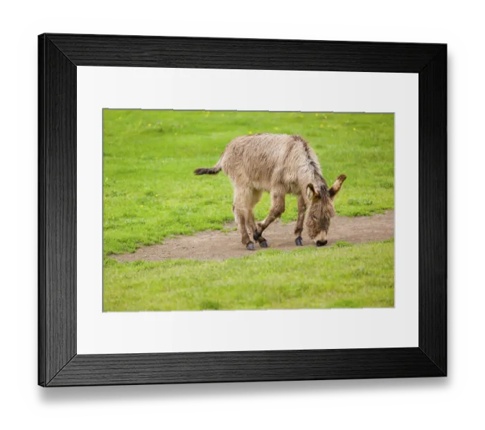 Framed Print : A mixed breed donkey foal takes a dust bath Framed Print : A mixed breed donkey foal takes a dust bath