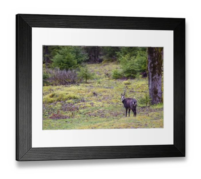 Framed Print : An adult chamois (Rupicapra rupicapra) stands in an open forest of Sycamore maple trees