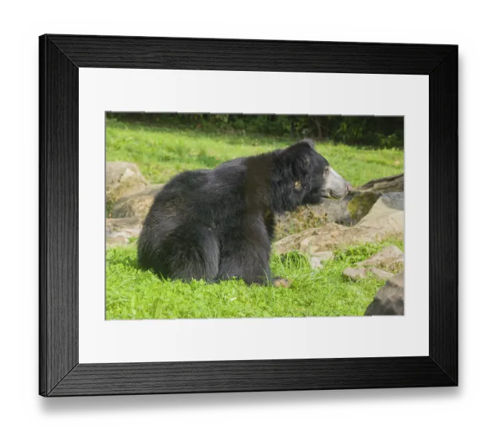 Framed Print : A sloth bear (Melursus ursinus) sits in a meadow with tall grass and stones lying around