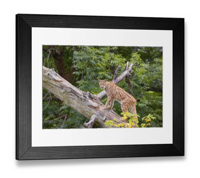 Framed Print : A Eurasian lynx (Lynx lynx) runs up a dead tree lying at an angle