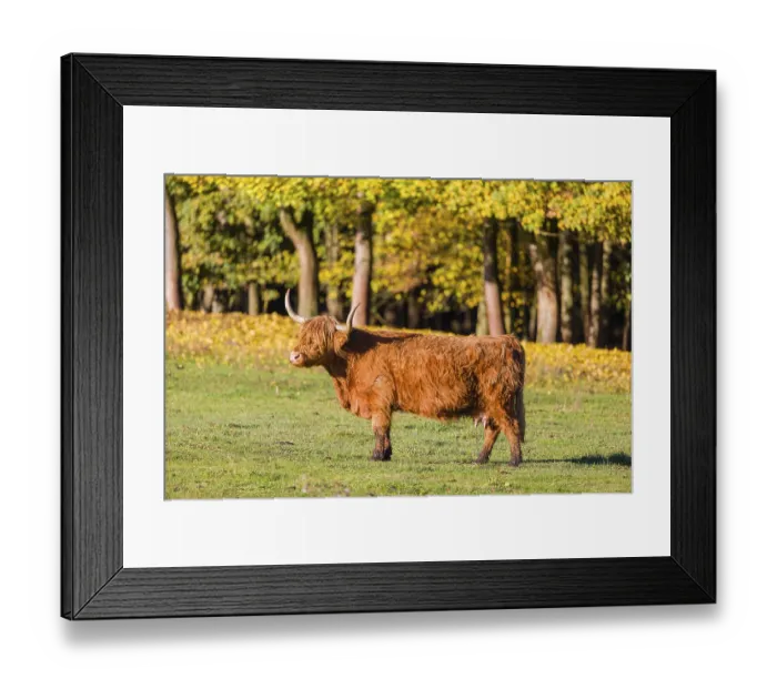 Framed Print : A highland cow (Bos primigenius taurus) crosses a green pasture at the edge of a forest in the early morning light Framed Print : A highland cow (Bos primigenius taurus) crosses a green pasture at the edge of a forest in the early morning light