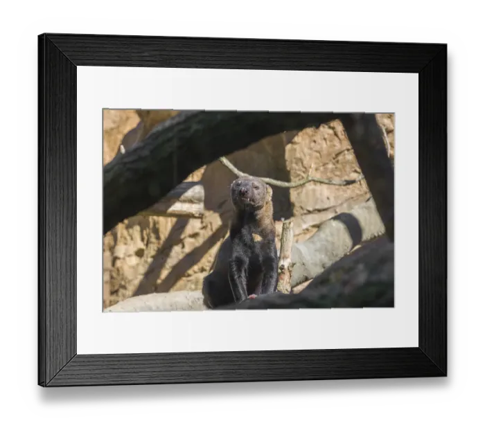 Framed Print : A Tayra (Eira barbara) stands on a fallen tree and eats something