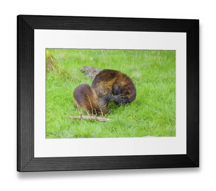 Framed Print : Two wolverine (Gulo gulo) play with each other on a green meadow