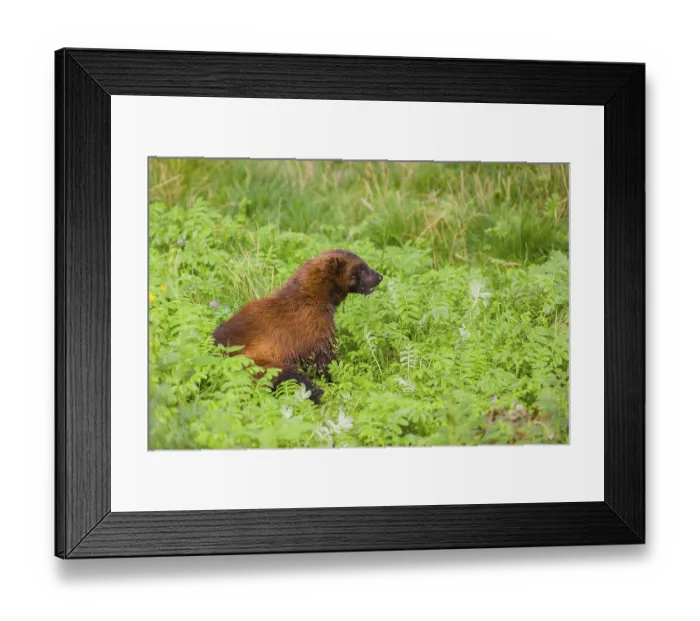 Framed Print : A wolverine (Gulo gulo) sits on a green meadow Framed Print : A wolverine (Gulo gulo) sits on a green meadow