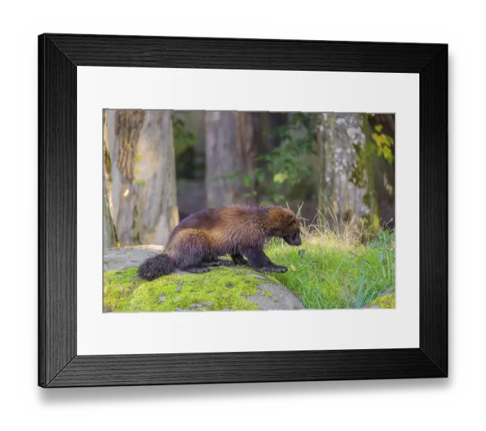 Framed Print : A wolverine (Gulo gulo) sits on a moss covered rock at a forest edge