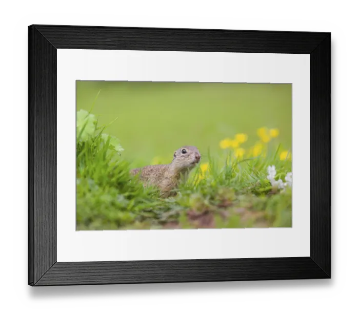 Framed Print : An adult European ground squirrel (Spermophilus citellus) Framed Print : An adult European ground squirrel (Spermophilus citellus)