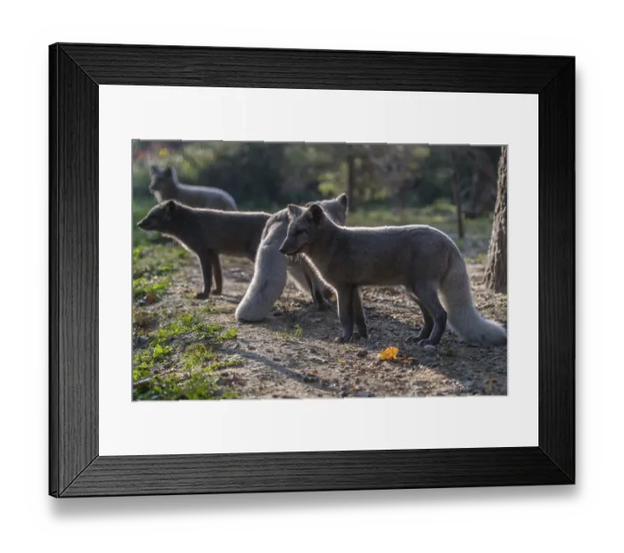 Framed Print : One young arctic fox (Vulpes lagopus) Framed Print : One young arctic fox (Vulpes lagopus)