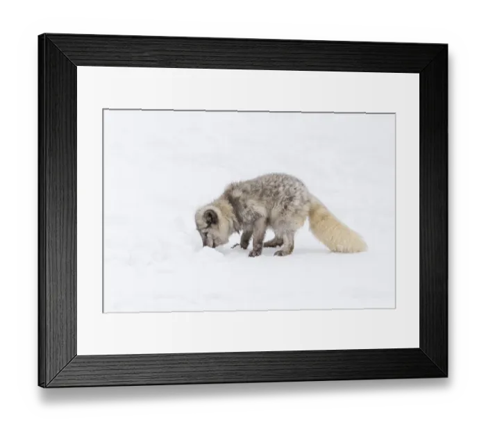 Framed Print : One arctic fox (Vulpes lagopus)