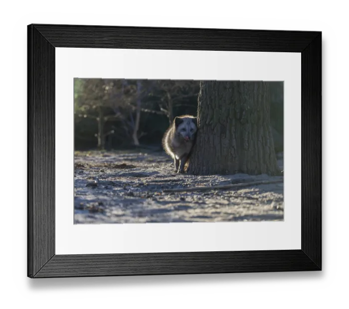 Framed Print : One arctic fox (Vulpes lagopus)