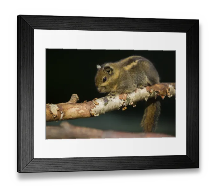 Framed Print : A Swinhoe's striped squirrel (Tamiops swinhoei) sits on a twig A Swinhoe's striped squirrel (Tamiops swinhoei) Framed Print : A Swinhoe's striped squirrel (Tamiops swinhoei) sits on a twig A Swinhoe's striped squirrel (Tamiops swinhoei)