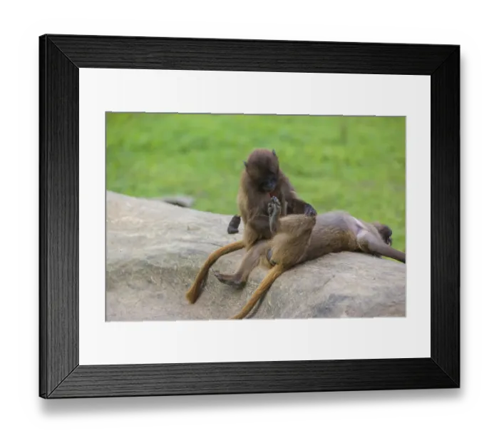 Framed Print : Two young Gelada (Theropithecus gelada)