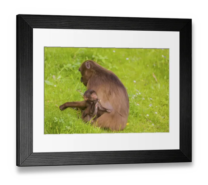 Framed Print : A female Gelada (Theropithecus gelada) Framed Print : A female Gelada (Theropithecus gelada)