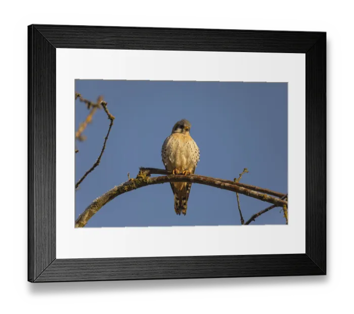 Framed Print : One American kestrel (Falco sparverius) sitting on a twig in early morning light with a blue sky in the background