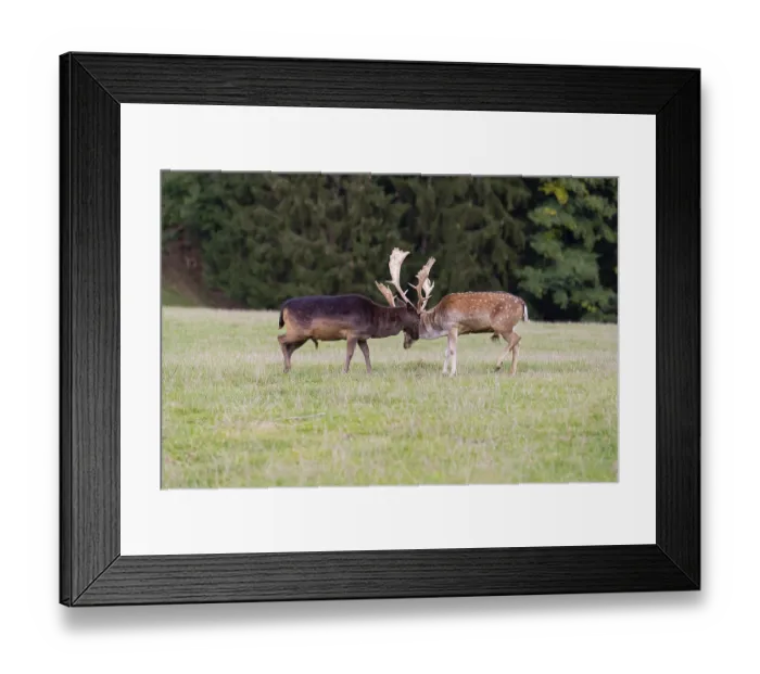Framed Print : Two male fallow deer (Dama dama) come to meet each other in a meadow