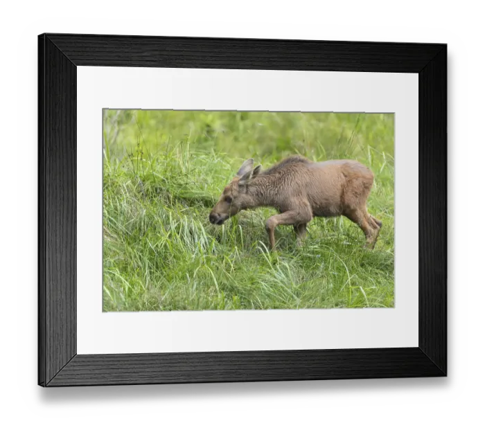 Framed Print : Moose (Alces alces) calf standing on a wet meadow Framed Print : Moose (Alces alces) calf standing on a wet meadow