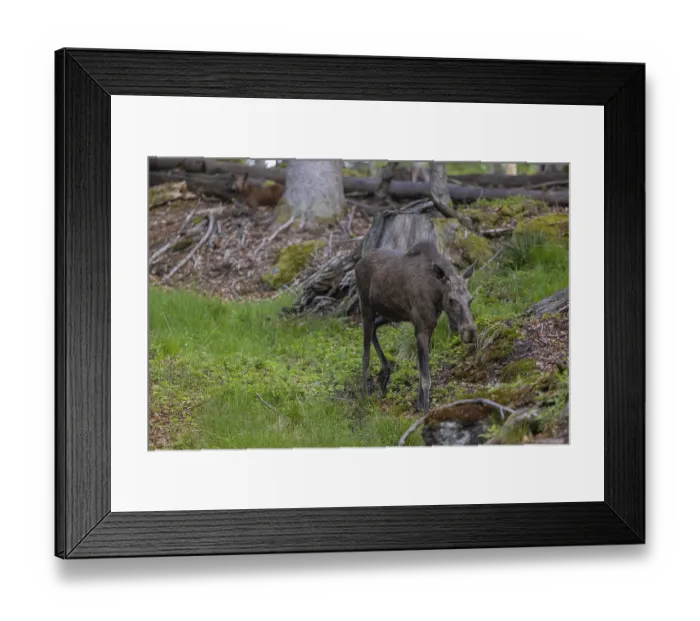 Framed Print : One adult female moose or elk, Alces alces