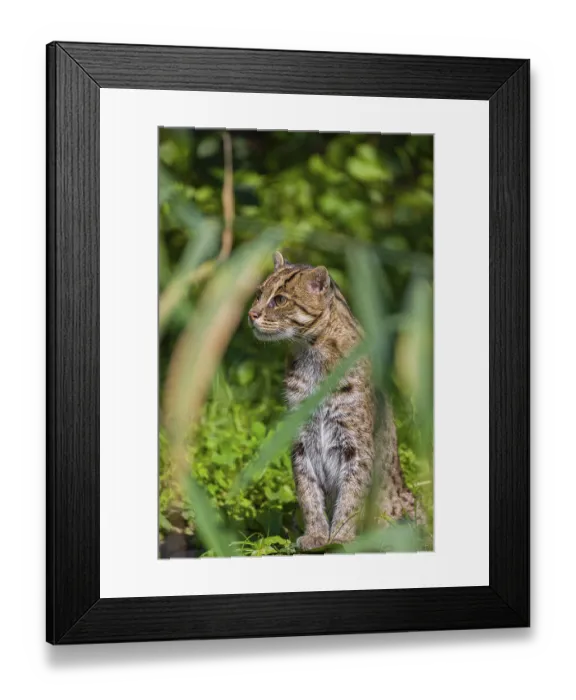 Framed Print : A fishing cat (Prionailurus viverrinus) peeking through dense riverine vegetation Framed Print : A fishing cat (Prionailurus viverrinus) peeking through dense riverine vegetation