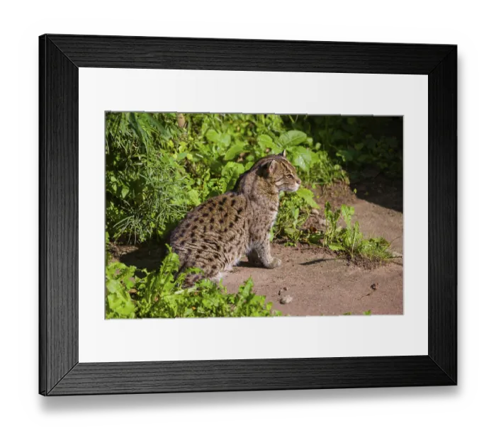 Framed Print : A fishing cat (Prionailurus viverrinus) peeking through dense riverine vegetation